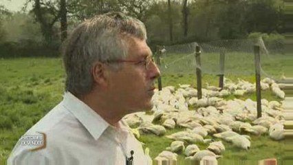 Histoires De Vendee Le Canard De Challans Sur Orange Videos
