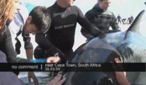 Sauvetage de baleines en Afrique du sud