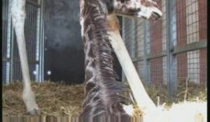 Naissance d'un girafon