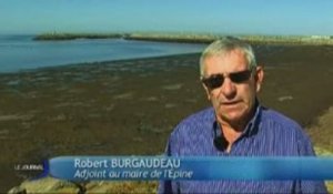 Les algues ne sont pas dangereuses (Ile de Noirmoutier)