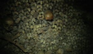 Visitez les Catacombes de Paris