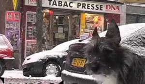 Combat de chiens sous la neige