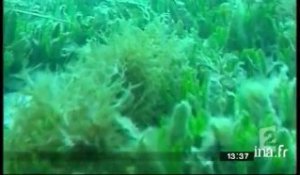 Océans et l'algue tueuse
