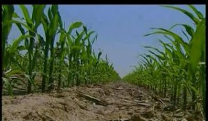[Dossier maïs OGM Monsanto]