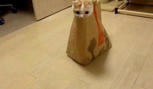Chat farceur se cache dans sac mac donald [Lol Cat Japon]