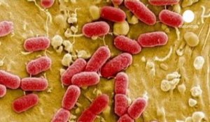 Bactérie E.Coli: l'Allemagne lève l'alerte