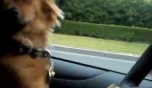 Chien qui conduit une limousine avec des meufs bonnes à l'intérieur posé tranquille