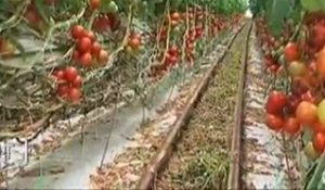 Le secteur des fruits et légumes en crise (Vendée)