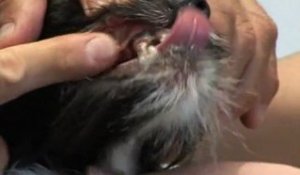 Conseils véto - Comment nettoyer les dents de son chien ?