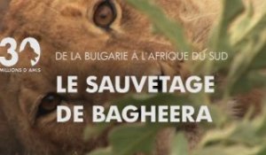 Le sauvetage de Bagheera