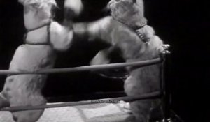 Boxing Cats Battle