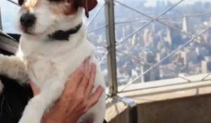 Le chien Uggie prendra sa retraite après les Oscars