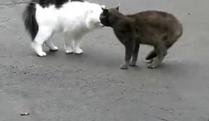 Chat Vs. Chat (Russie)