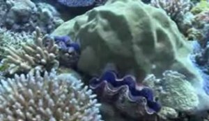 Patrimoine calédonien. Les coraux, joyaux de la biodiversité
