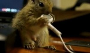 Vidéo : un bébé écureuil grignote des écouteurs d'iPhone