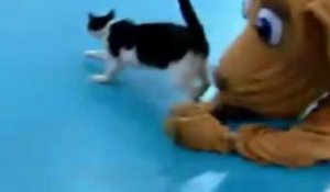 Duel entre chien et chat sur un parquet de basket