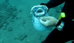 Un plongeur sauve un poisson-ballon d'un hameçon