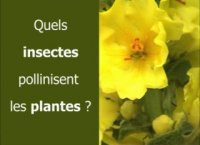 Quels insectes pollinisent les plantes ?