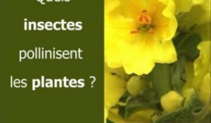 Quels insectes pollinisent les plantes ?