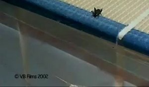 Ver parasite force un cricket à se suicider