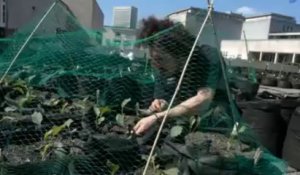 Un potager sur le toit de la bibliothèque royale