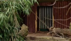 Un ours à lunettes est né au Zoo d'Anvers