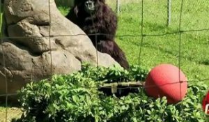 Le gorille joue à la balle