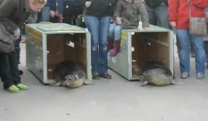 Relâcher de deux phoques veaux-marins sur la plage de Sangatte