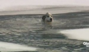 Bella, la chienne sauvée des eaux glaciales