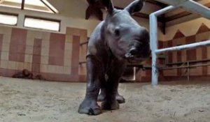 Bébé rhinocéros blanc