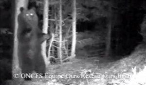 Une ourse filmée à Melles dans les Pyrénées