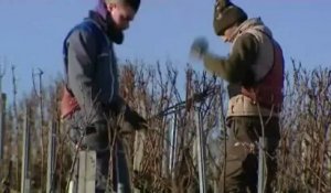 La  taille de la vigne dans  l'Yonne à Chablis