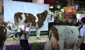 SIA 2013 : Concours des vaches Montbéliard