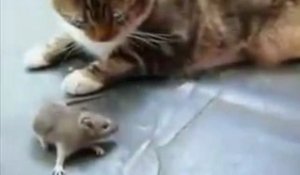Un chat "sauvagement" attaqué par... une souris !