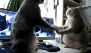 Deux chats jouent à "trois p'tits chats"