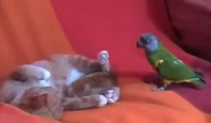 Chat vs perroquet