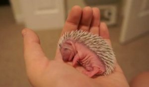 Bébé hérisson fait la sieste