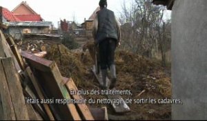Roumanie, éleveurs porcins à terre