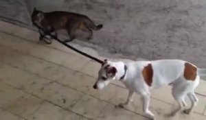 Un chat promène un chien en laisse