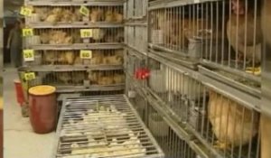 Deux Chinois succombent à la grippe aviaire
