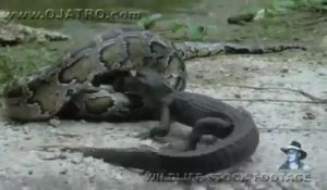 Un python mange un alligator