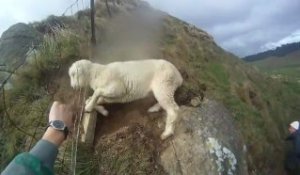 Sauvetage d'un mouton FAIL