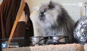 Voici "Colonel Meow", le chat le plus poilu du monde