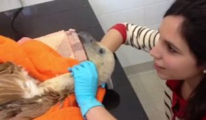 Hôpital pour animaux sauvages Hegalaldia (Pyrénées)