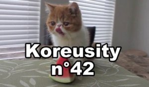 Koreusity n°42