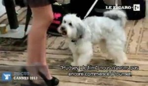 Cannes : Pudsey, le chien star de la Croisette