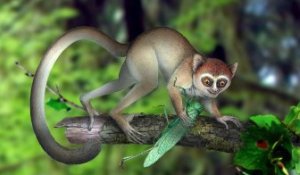 Découverte en Chine du plus ancien primate connu