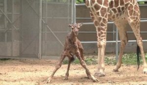 Un bébé girafe est né dans un zoo américain