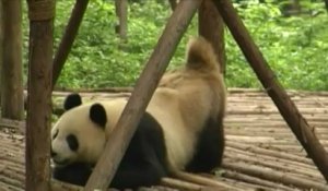 Un  "panbassadeur" français pour la sauvegarde du panda géant en Chine