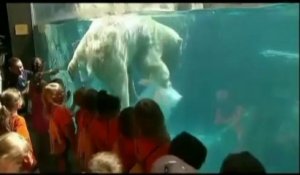 Au zoo de Chicago, les ours polaires ont une astuce contre la canicule